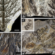 Illustration for article titled First Photos of China's 298-Million-Year-Old Buried Forest